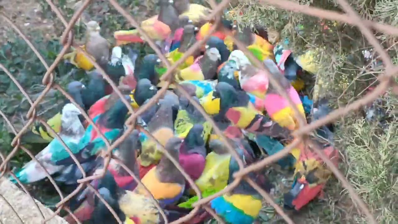 1°Prb.Paralela Roldan Murcia 🕊️ Mag.La Matilde De zapatero 15-2-25