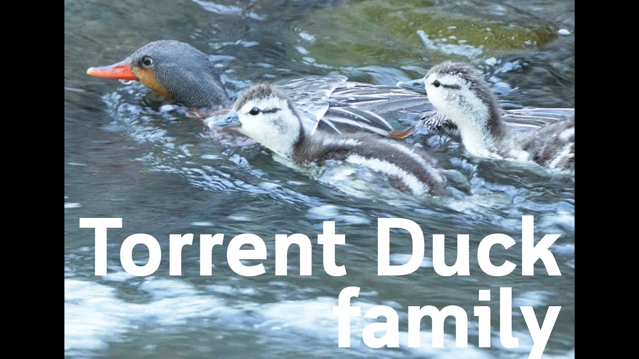 Torrent Duck Family | ARGENTINA