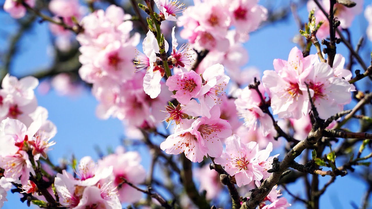 Relaxing Piano Music🌿Whispers of Spring🌸