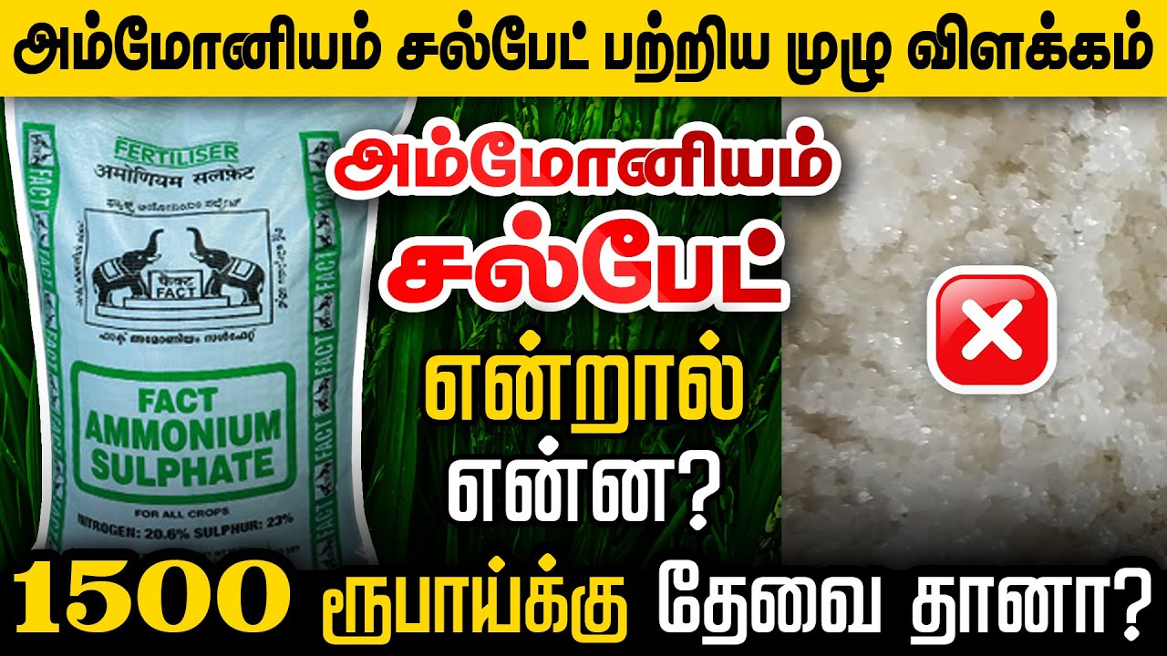 அம்மோனியம் சல்பேட் மூலம் என்ன பயன் இருக்கு? எதற்காக இத போடனும்? AMMONIUM SULPHATE FERTILIZER USES