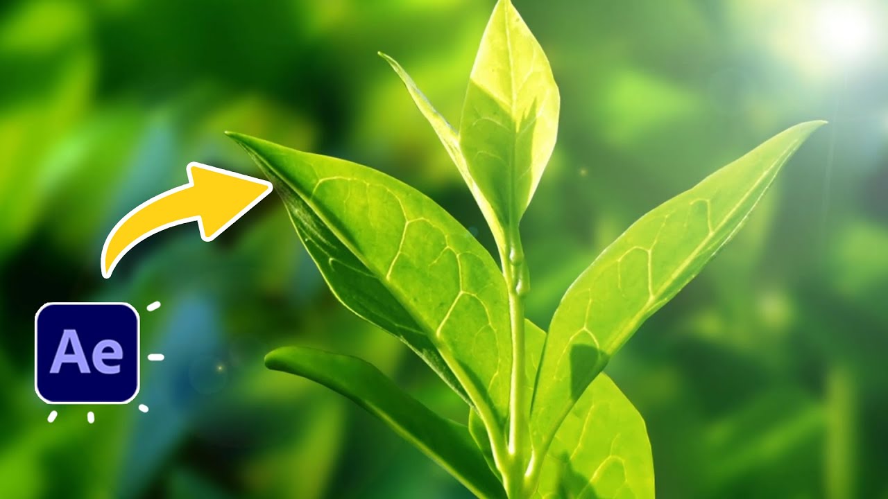 Plant Animation in After Effects Tutorials