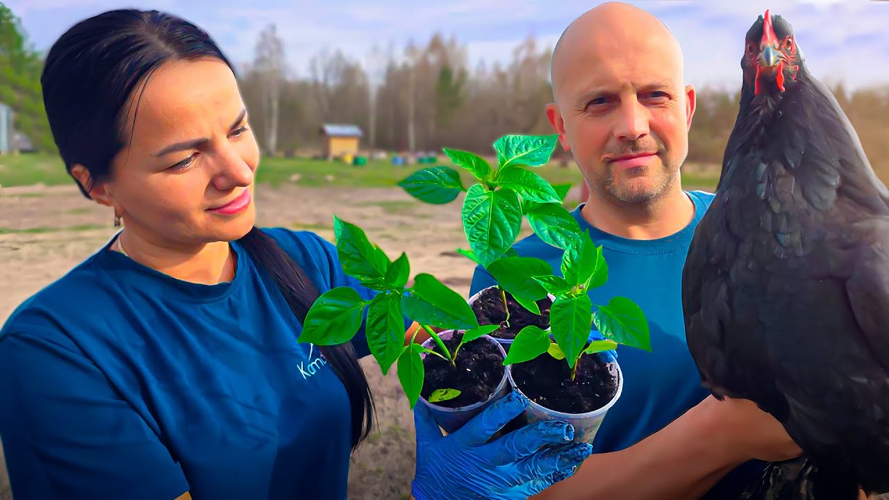 Фильм о жизни семьи в Беларуси. Пчеловод предъявил нам за пчелу  🐝. Поросёнок больше не собака 🐖.