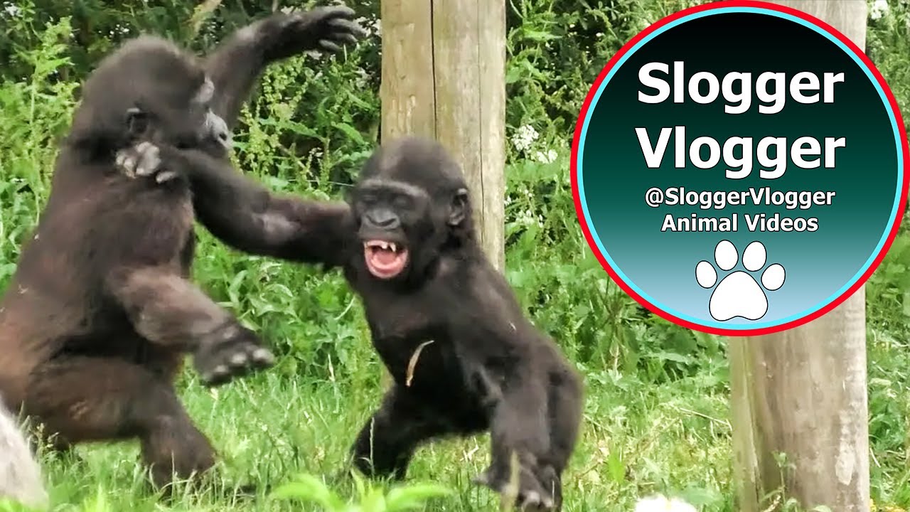 Gorilla Baby Boys Hasani And Juni Playful Squabble