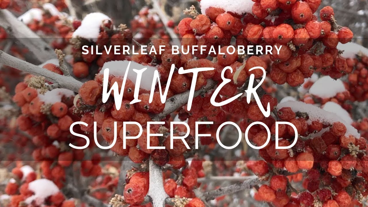Silverleaf Buffaloberry | Зимний суперфуд