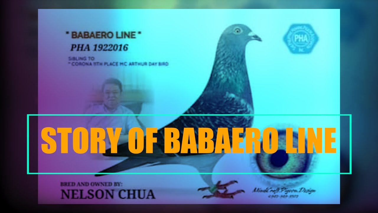 The story of Babaero Line in Pigeon Racing by Nelson Chua