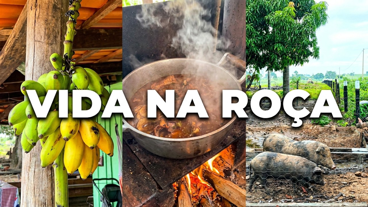 MAIS UM DIA NA ROÇA EM PALESTINA DO PARÁ