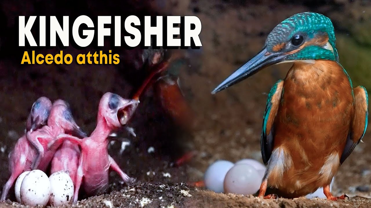 Mother Kingfisher Forcing the chick to eat - COMMON KINGFISHER