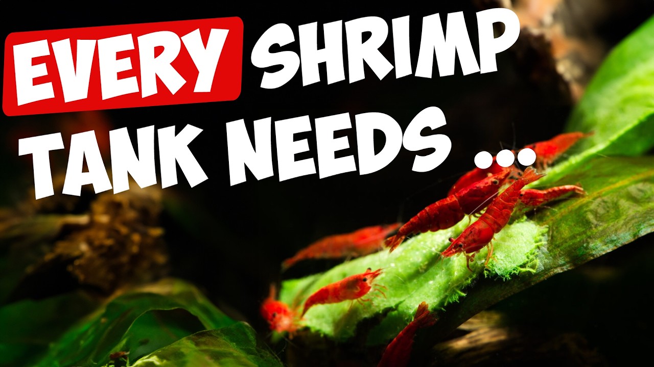 6 Must-Haves for Red Cherry Shrimp Tanks! 🦐