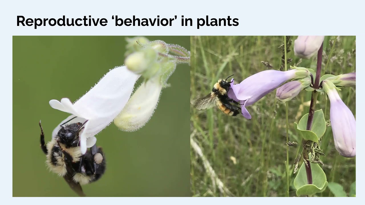 BIOLOGY354 - 01e - Plant species