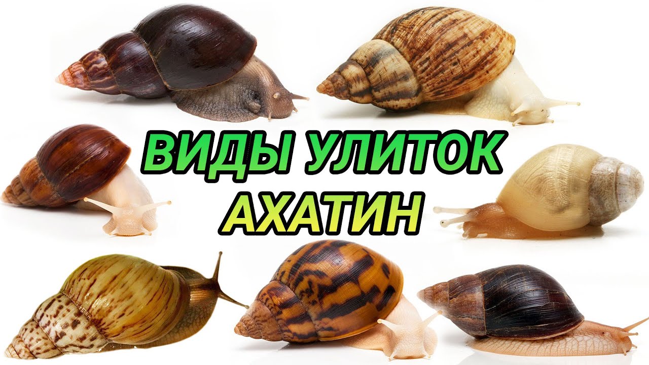 Виды улиток ахатин. Ахатина ретикулята, фулика, иммакулята, пантера, кравени и другие