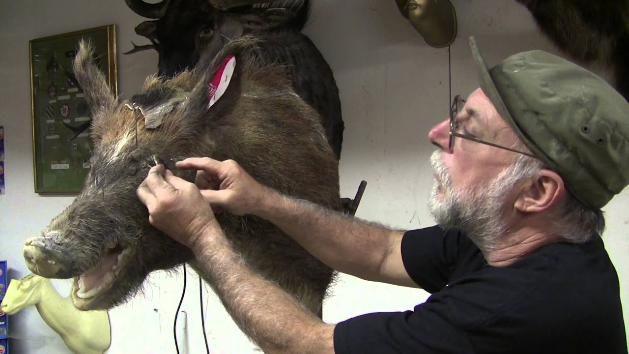 Testas Tuesday Tips - Repairing A Shot Out Boar Eye