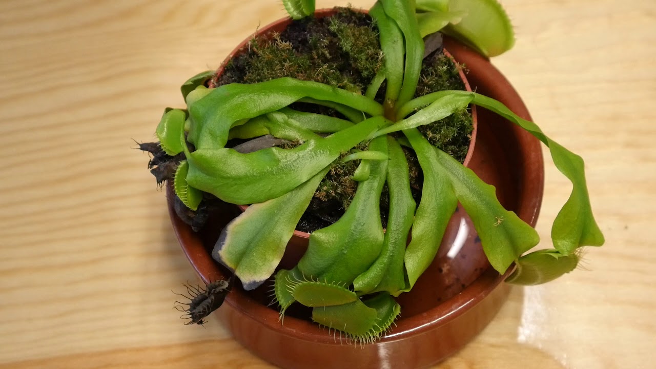 Removing dead leaves from a Venus Flytrap
