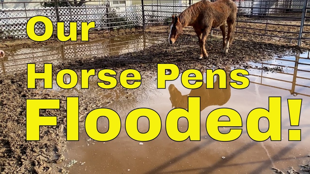 Preventing Paddock Flooding: Effective Strategies for Horse Owners | Bakersfield Horse Care Tips