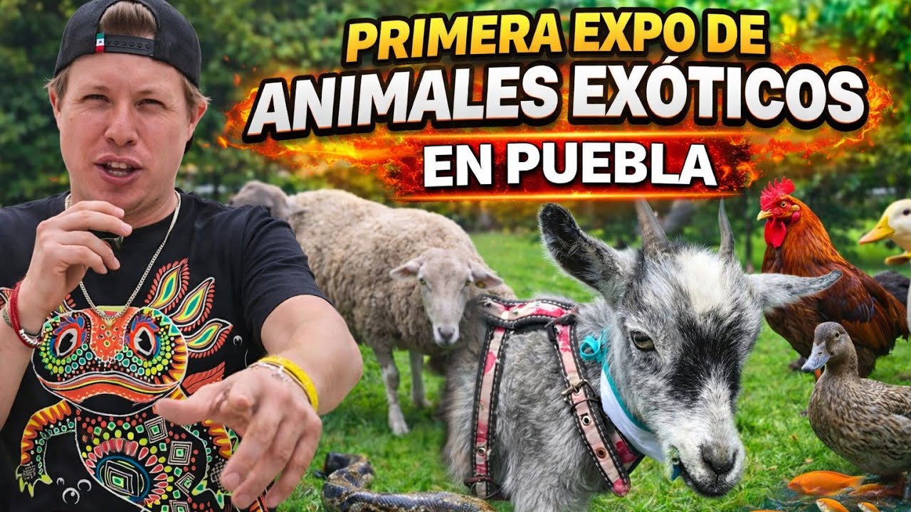 Pygmy goats, ducks, snakes, fish, sheep, and many more pets at the pet expo