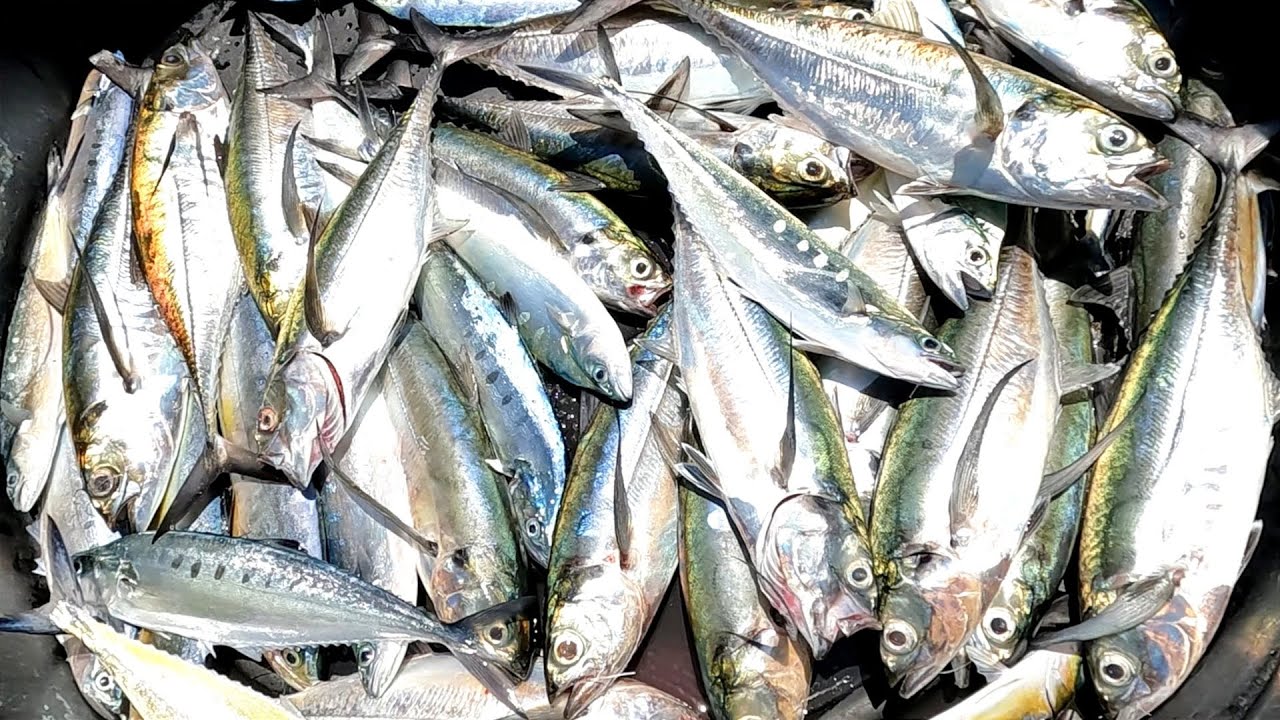 Catching Horse Mackerel Fish & Queen Fish in Sea