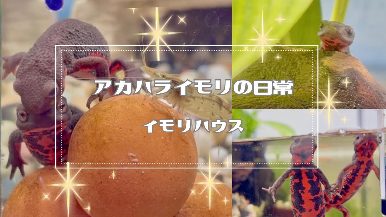 ✲春の気配を感じるイモリハウスのみんな。#アカハライモリの日常