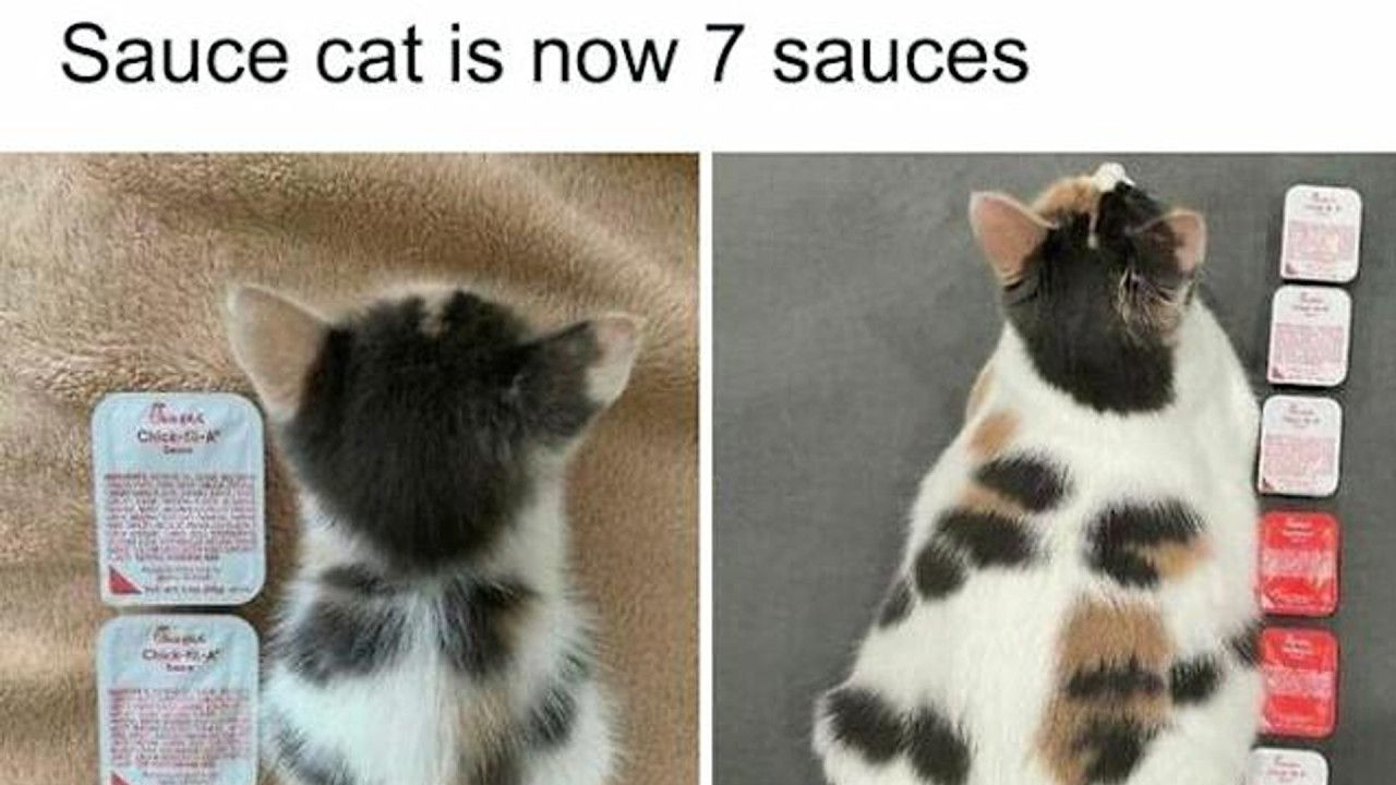 Silly Cats Just Living Their Best Lives