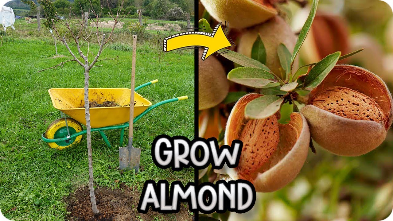 Grow Your Own Almond Tree: Planting and Care Guide