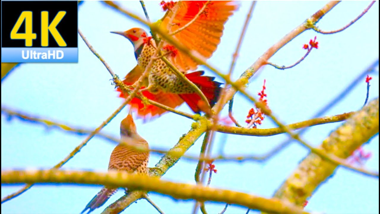 [4K] How excited to watch the elegant mating dance of two northern flickers!!!