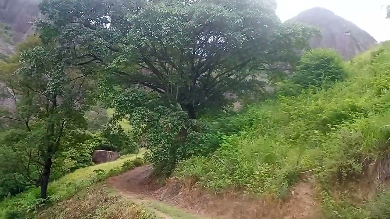 vamos ter que plantar tudo de novo Veja porque 