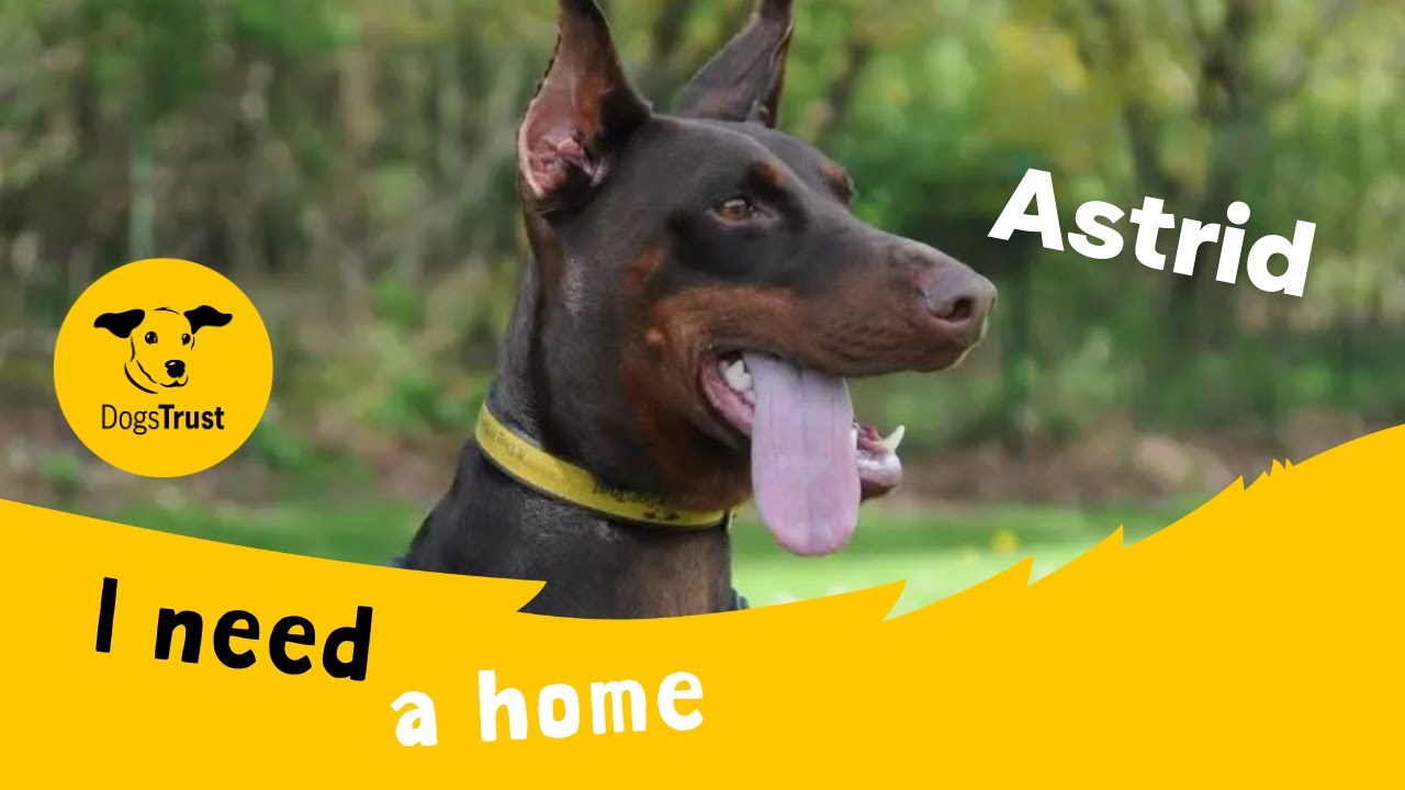 Astrid the awesome Dobermann | Dogs Trust Canterbury