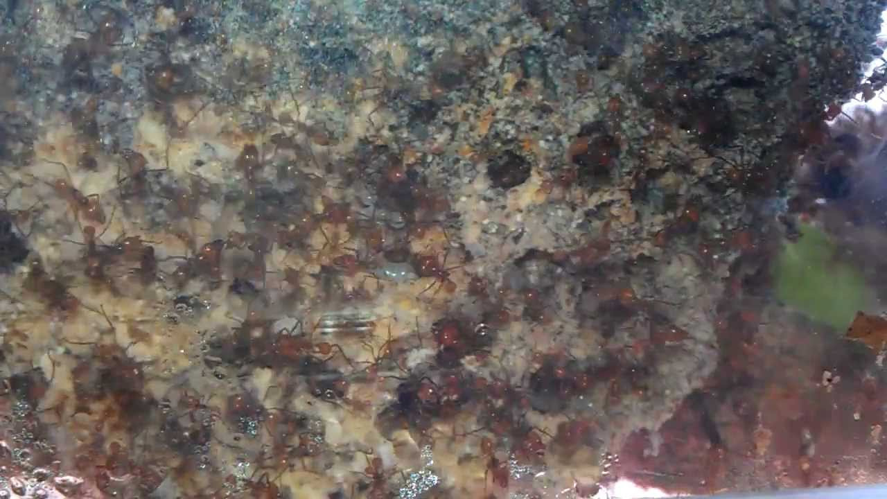 Leafcutter Ants: Nest Defense