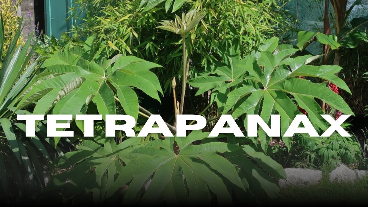 Gardeners Beware! Tetrapanax Warning & Root Cutting Method in One Video