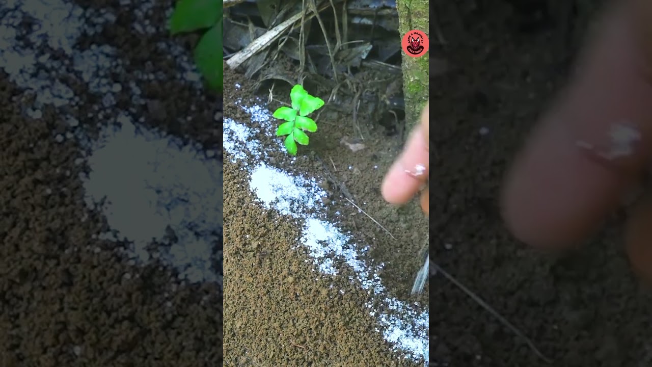 Ants vs  Sugar