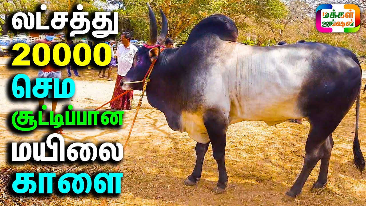 லட்சத்து 20000 செம சூட்டிப்பான மயிலை காளை || பழையகோட்டை மாட்டு சந்தை || Palayakottai Mattu Thaavani