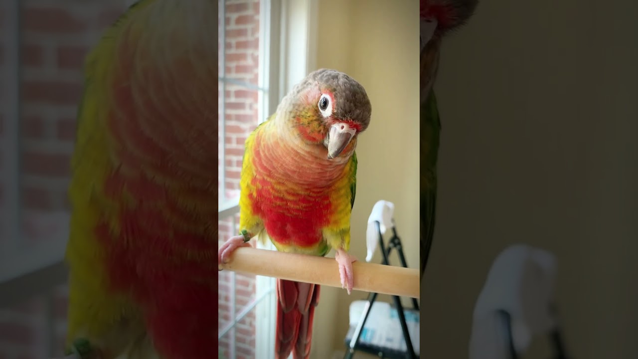 Conure sound - green cheek conure taught himself a new sound