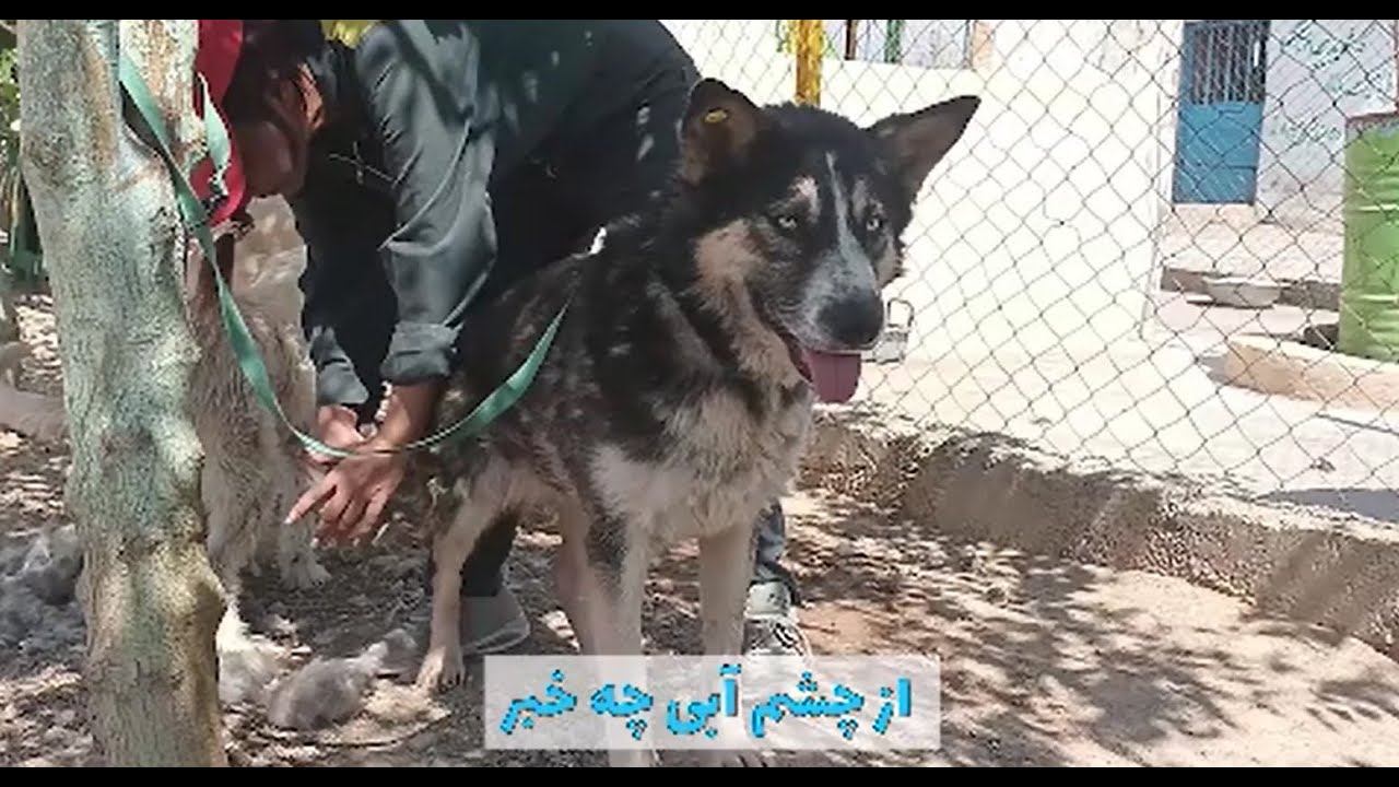 Blue-Eyed: A Resilient Girl Waiting for a Loving Home/ هاسکی چشم آبی، منتظر خانواده همیشگی