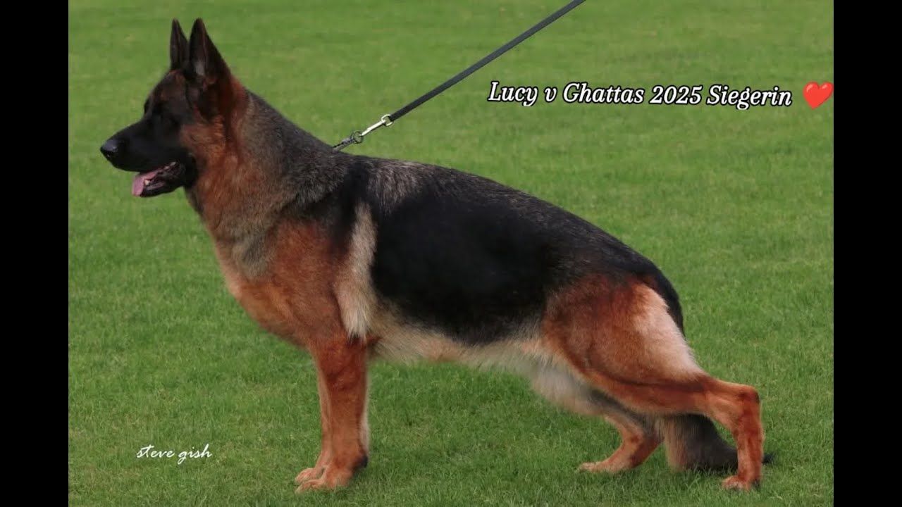 VA1 Lucy v Ghattas (Reno v Angelius Team x Diana v Ghattas) #bszs2025 #germanshepherd #bszs