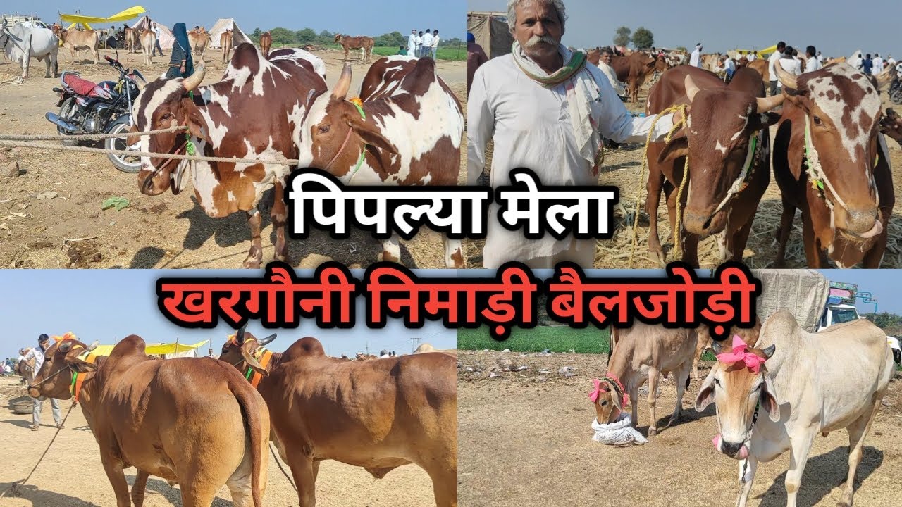 👌#पिपल्या_मेला आखिरी शुक्रवार का बैल बाजार || देशी #निमाड़ी_बैलजोड़ी Gaupremi Kisan👍
