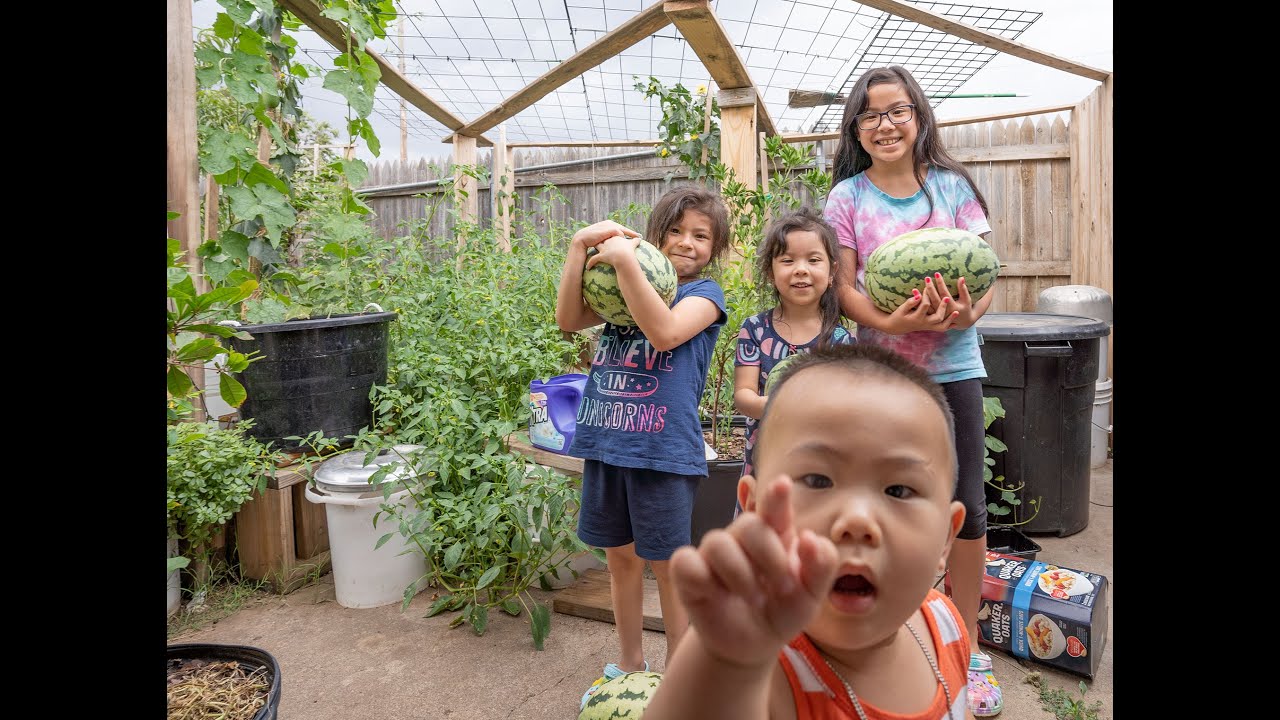 First Time Harvesting Orangeglo Watermelon  A Taste Test And Brix Reading. A Must Grow Variety!