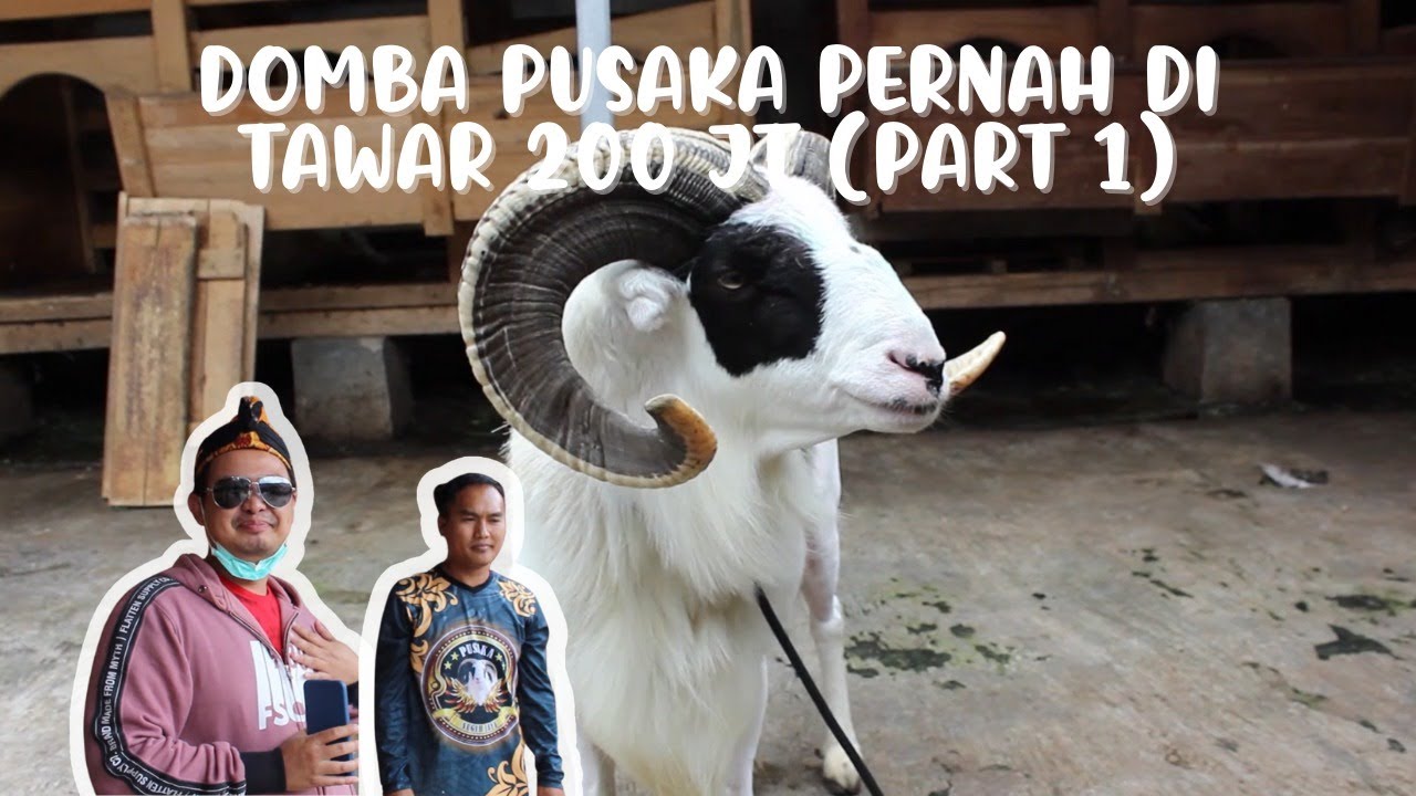 DOMBA JUARA PIALA PRESIDEN SEHARGA 200JT SUGIH JAYA  #hpdki #dombagarut #@Musafir Nusantara