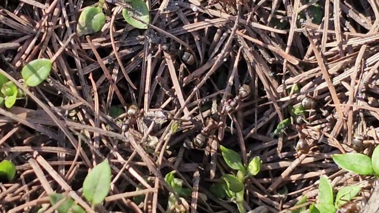 Mrówki 