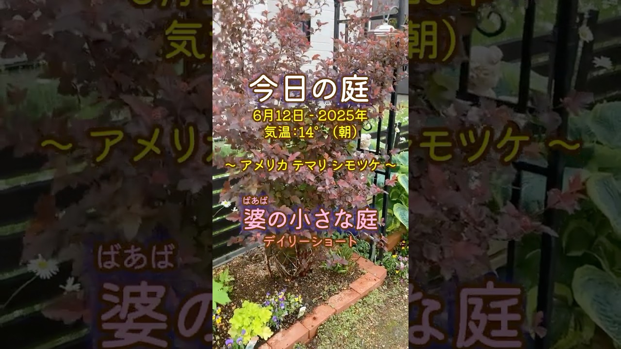 今日の庭　6月12日 - 2025年
