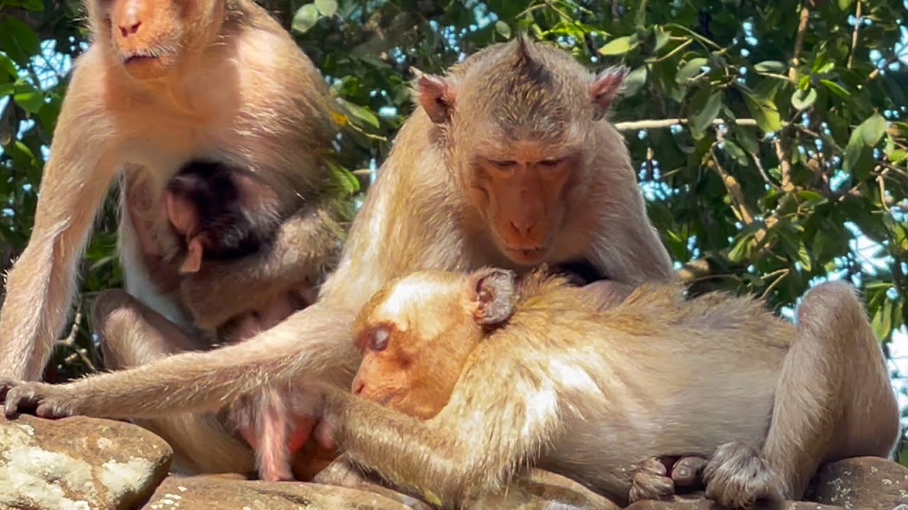 Mommy breastfeeding baby and checking body older child.