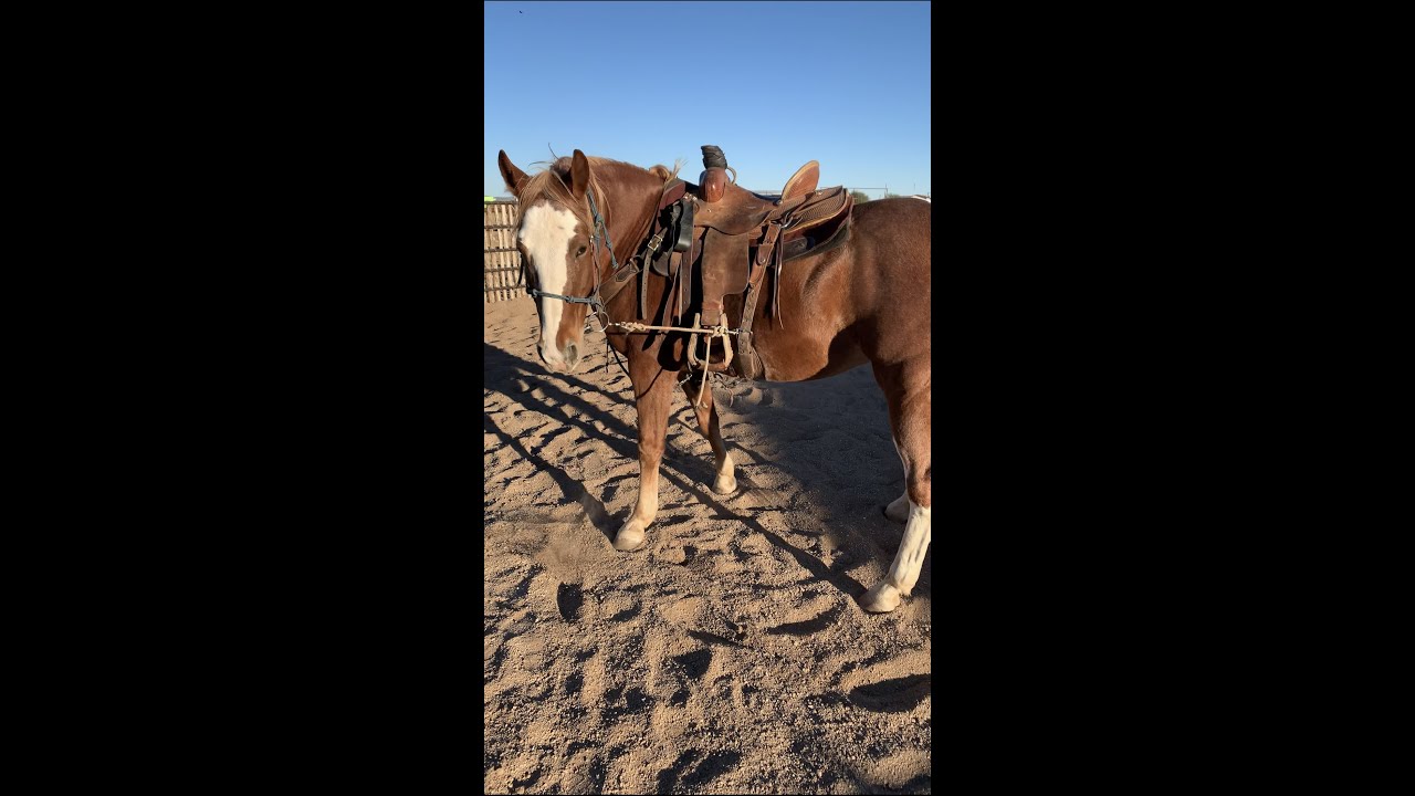 HOW TO GET YOUR HORSE TO FOLLOW THEIR NOSE