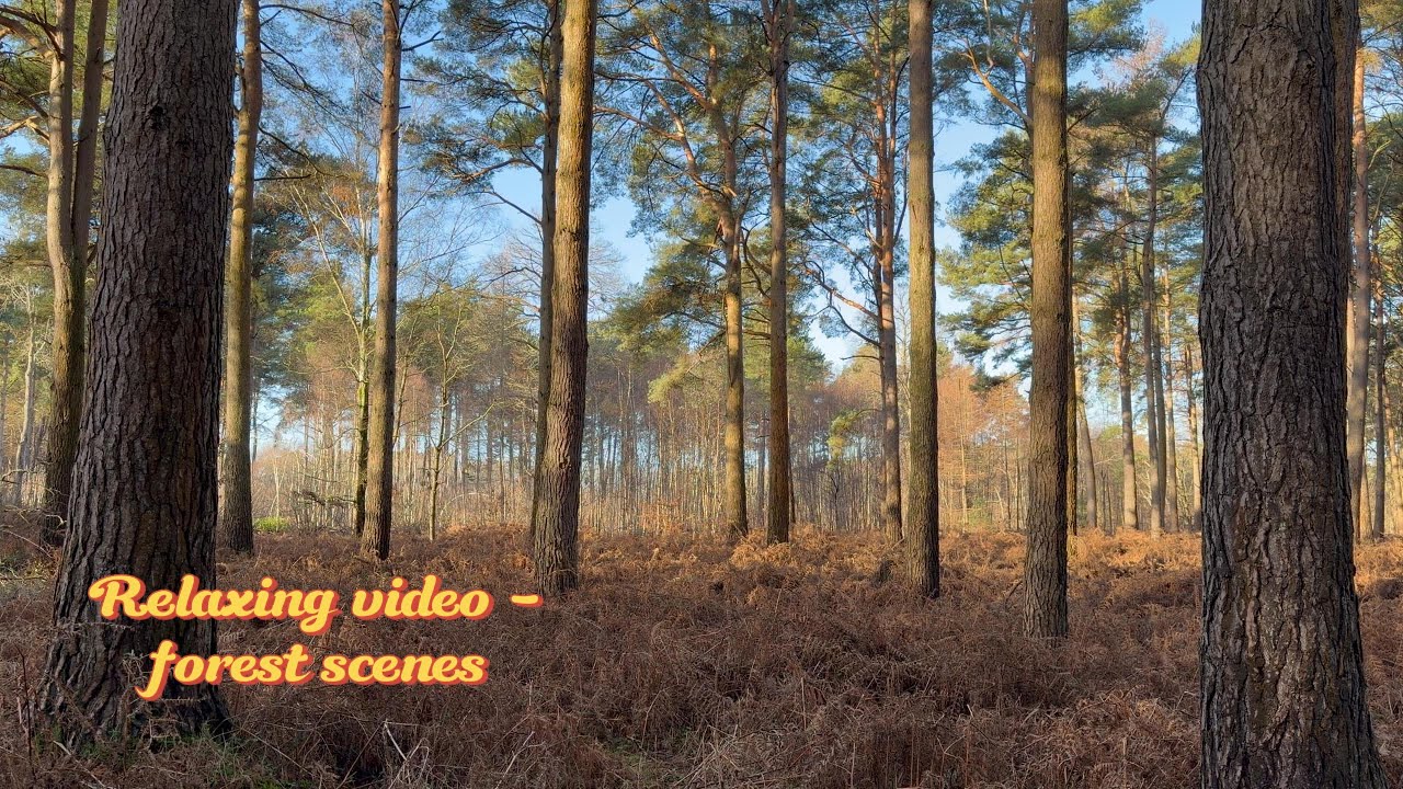 Relaxing Pine Forest Nature Video – Calm Ambience & Forest Sounds