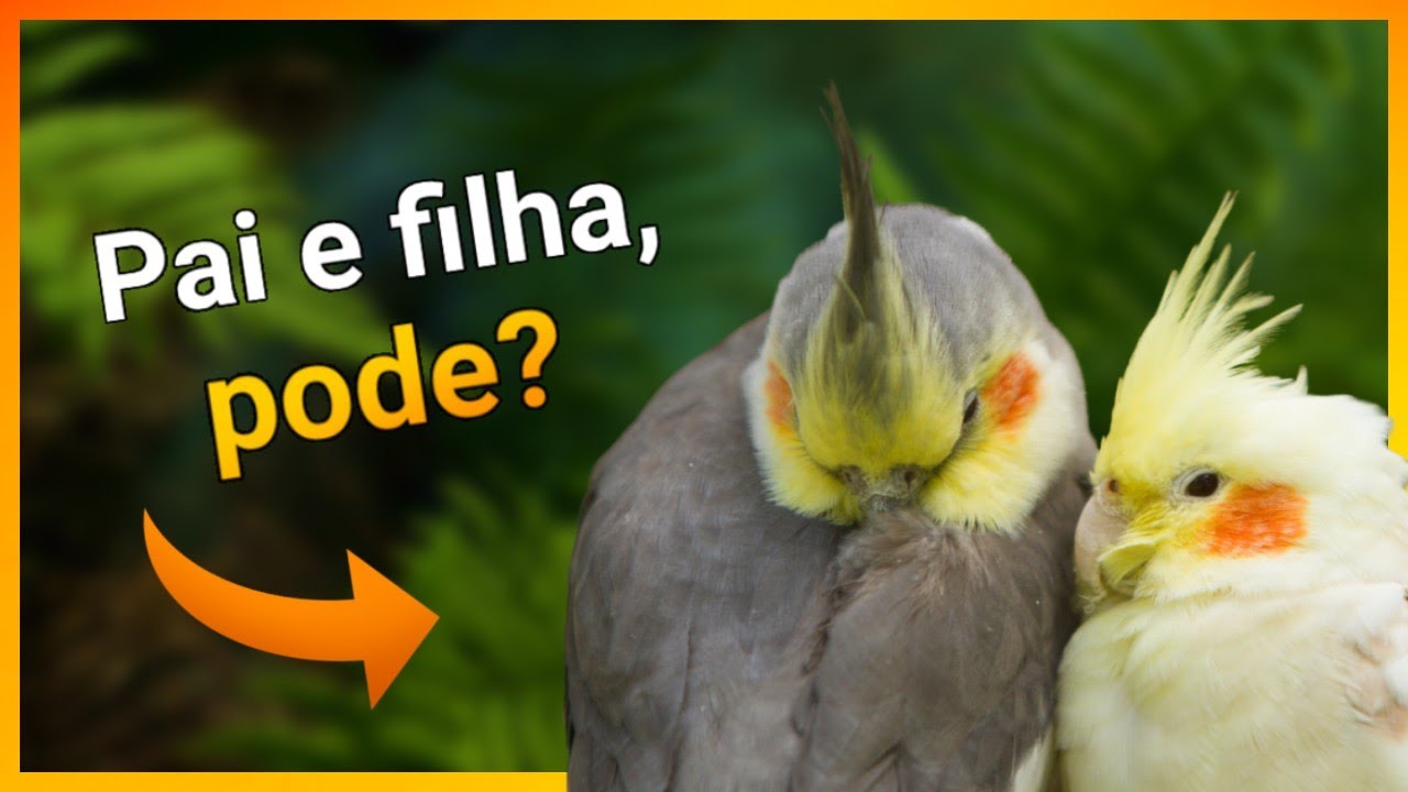 PODE CRUZAR PARENTES NAS CALOPSITAS? (consanguinidade)