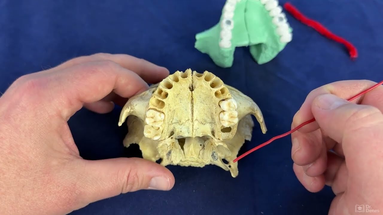 A felső állcsont (Maxilla)