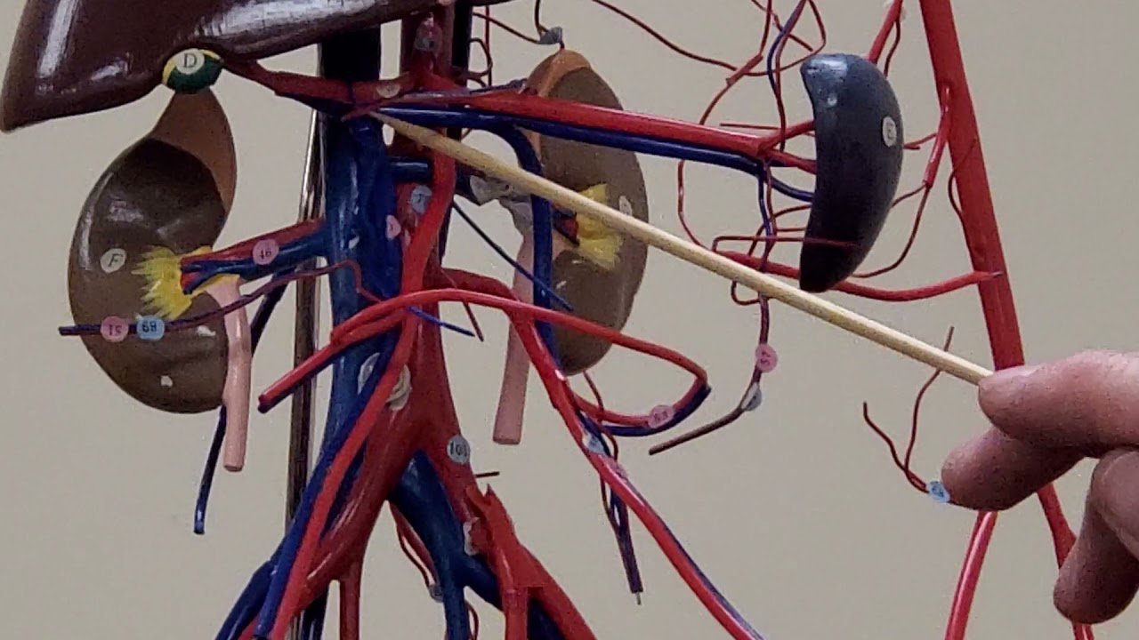 Professor Long 2402 Lab Wireman Veins
