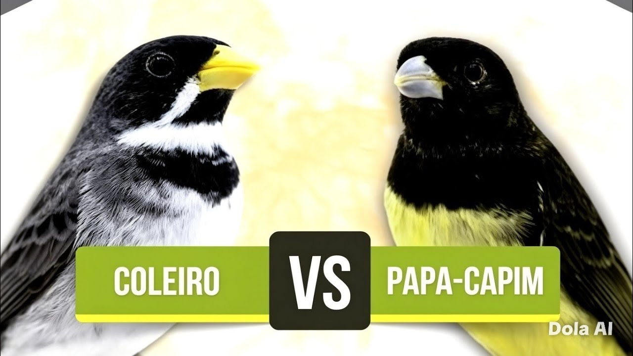 Papacapim baiano Lion Vs coleiro Fujão.