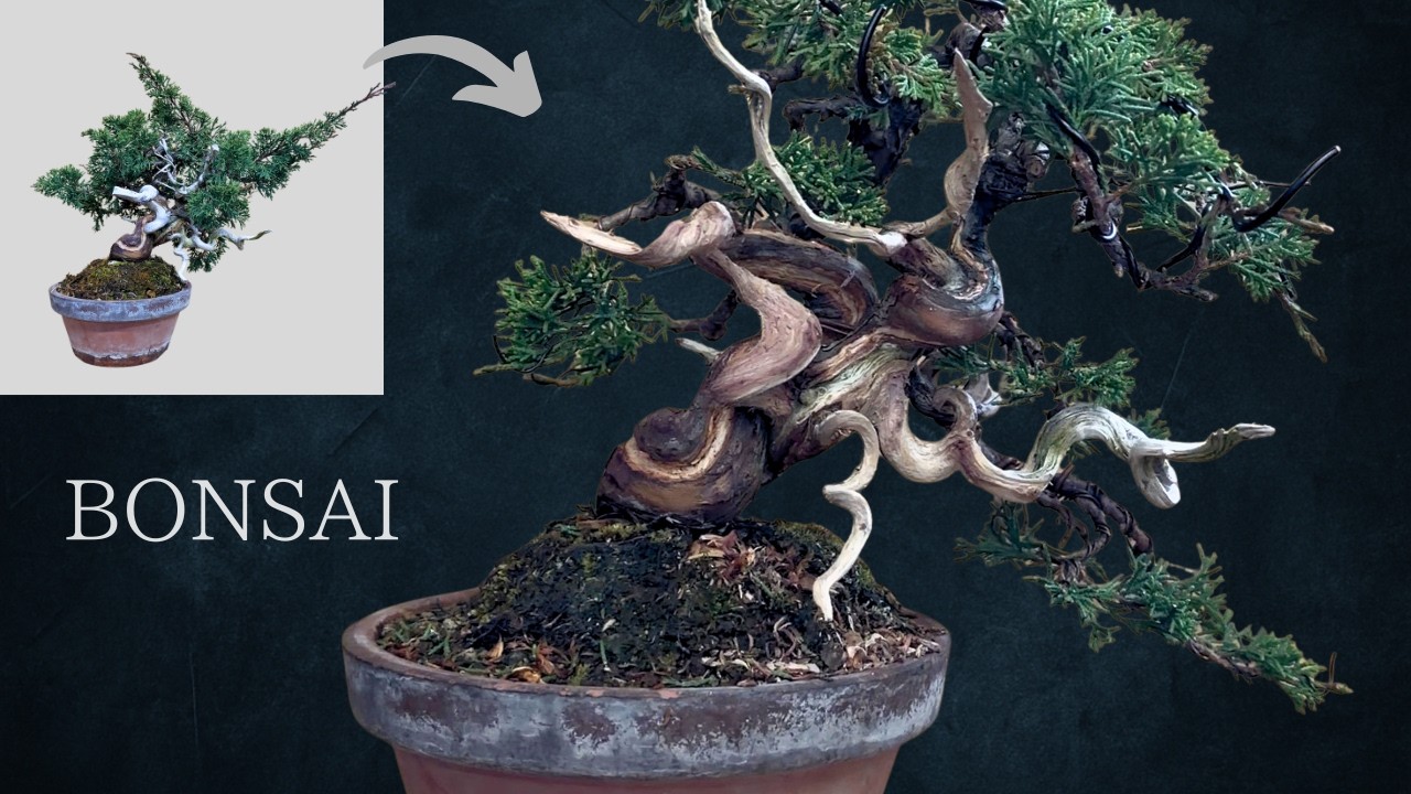 Creating a Creating a Bonsai that Highlights Jin and Shari