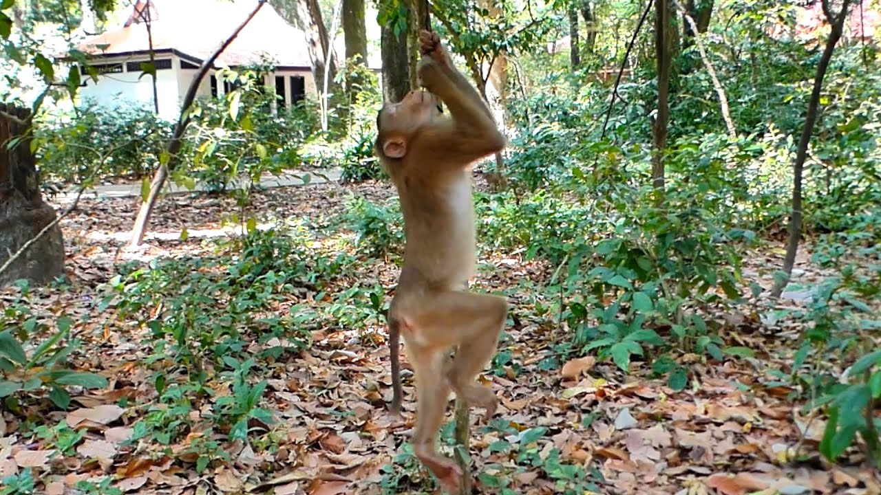 You will don't forget about Reaction Funny of Handsome Monkey , and Situation of Orphaned Tinky !