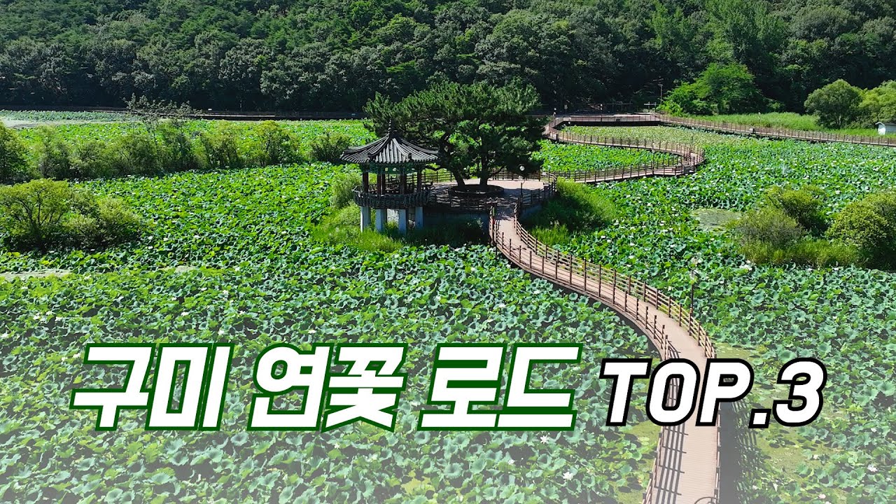 구미 나들이 가기 좋은 연꽃 명소 #구미 #gumi #가볼만한곳 #여행 #여행브이로그 #여행숏츠
