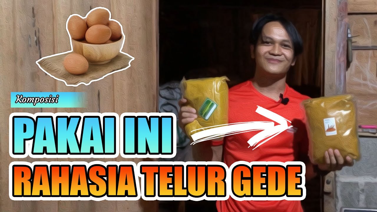 Cara Memaksimalkan Produksi Telur di Ternak Ayam Petelur