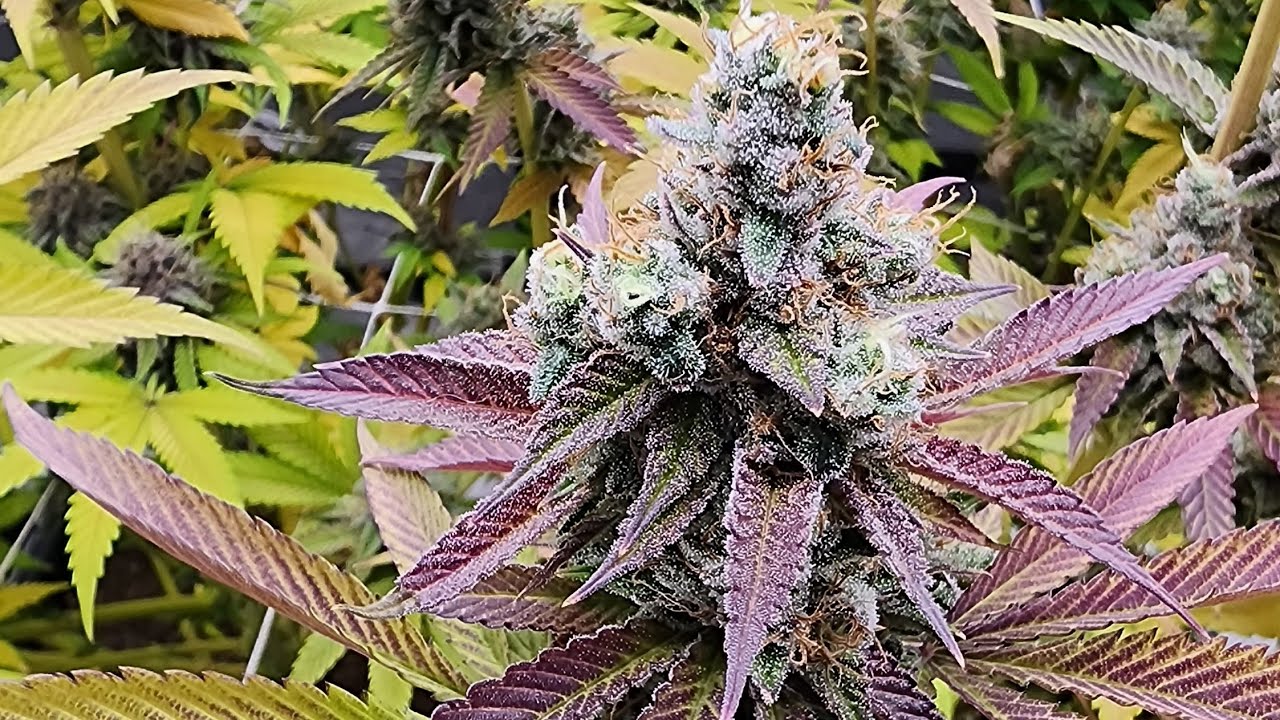 Gaia Green & Autopots.  Blackleaf Genetics & Solfire Strawmata. 