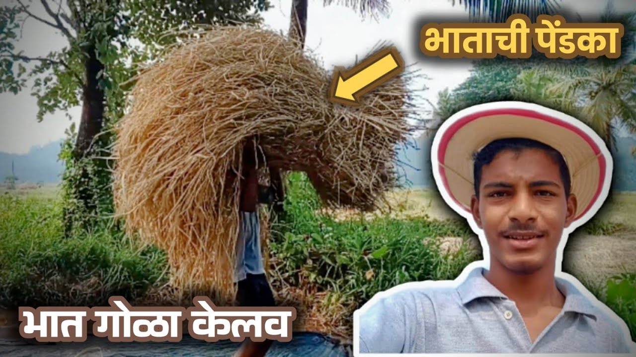 भात गोळा केलव 🌾 एका हातीन पेंडका नेलव 😂 | VLOG 76 | @Sawtancho omko_ #kokan #village #farming #vlog 